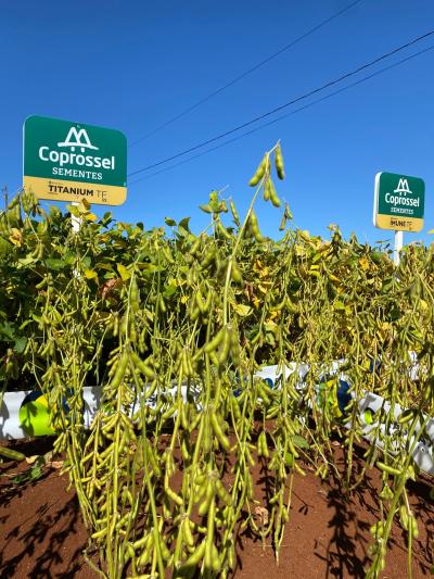 Dia de Campo Coprossel -Evento reuniu produtores, lideranças e empresas parceiras para apresentar tecnologias 